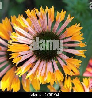 Nahaufnahme einer wunderschönen orange-gelben Echinacea purpurea Blume mit Blick von oben Stockfoto