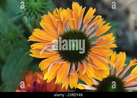 Nahaufnahme einer voll blühenden gelb-orangen Echinacea purpurea im Gartenbeet, verschwommener Hintergrund, Blick von oben Stockfoto