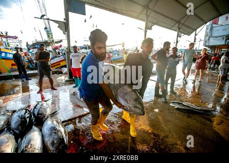 Die Arbeiter tragen einen gelben Flossenthunfisch zu einem Lkw, nachdem sie am frühen Morgen auf dem Negombo Fish Market in Sri Lanka verkauft wurden. Stockfoto