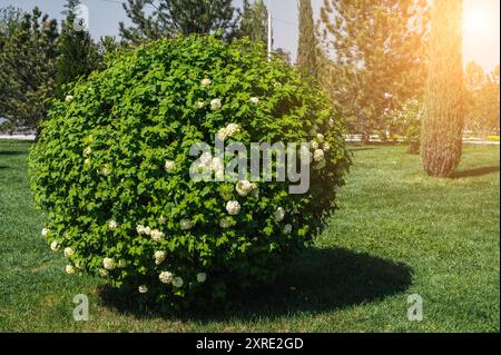 Blühender kugelförmiger Schneeballbaum buldenezh viburnum mit weißen Blüten im Frühling im Park an einem sonnigen Tag Stockfoto