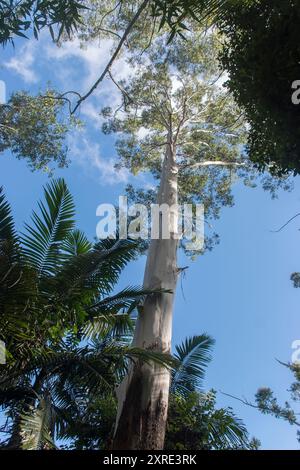 Blick durch die Baumkronen des subtropischen Regenwaldes auf den Silberstamm des überfluteten Gummibaums Eucalyptus grandis, Queensland, Australien. Palmen unten. Stockfoto