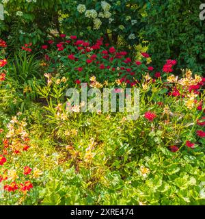 Dicht gepflanzte krautige Grenze mit Alstroemeria Stockfoto