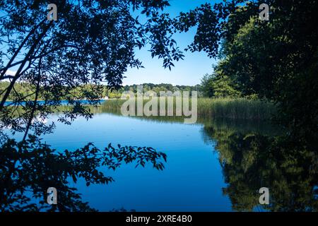 Großer Wukensee in Brandenburg Deutschland, Biesenthaler Becken im Sommer 2024: blauer See mit Schilfgürtel, üppige Natur und weiße Wolken auf blauem Himmel. *** Großer Wukensee in Brandenburg, Biesenthaler Becken im Sommer 2024 blauer See mit Schilfgürtel, üppige Natur und weiße Wolken am blauen Himmel Stockfoto