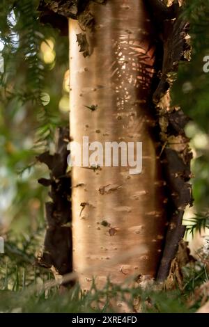 Glänzend metallisch wirkender Baumstamm der einheimischen australischen Reibkiefer Araucaria cunninghamii, als Rinde spaltet und schält. Wichtig für Holz. Stockfoto