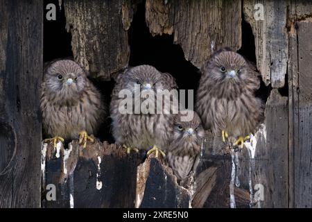 Vier Kestrel-Küken (Falco tinnunculus) nisten in einer alten stillgelegten Scheune Stockfoto