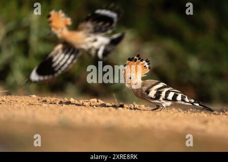 Eurasische Wiedehopf (Upupa Epops) Stockfoto