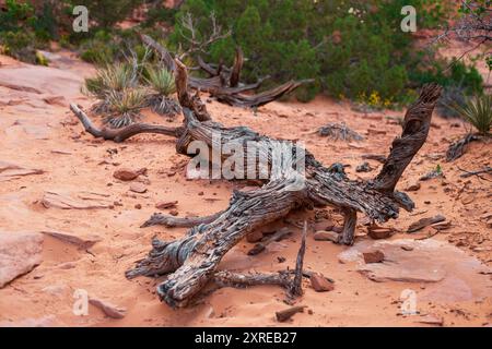 Eine Nahaufnahme eines verwitterten gefallenen Baumstamms entlang des Devils Garden Trail im Arches National Park, Utah Stockfoto