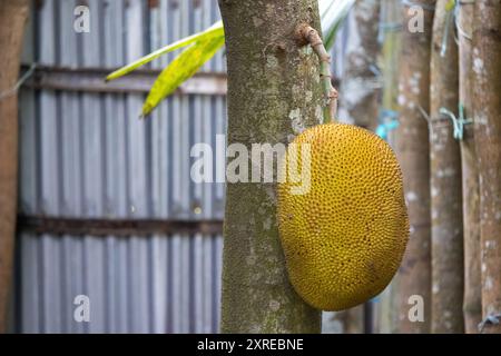 Reife Jackfrucht hängt am Baum. In Bangladesch wird Jackfrucht als Kathal bezeichnet und ist die nationale Frucht des Landes. Stockfoto