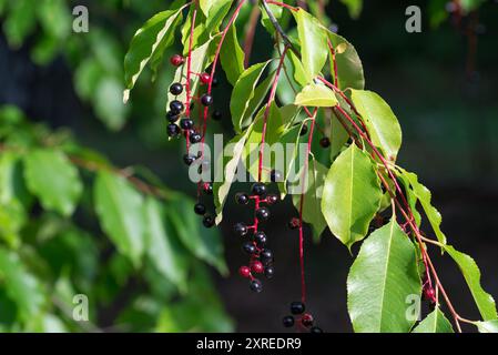 Prunus serotina, Wildkirsche essbare Beeren aus der Nähe selektiver Fokus Stockfoto