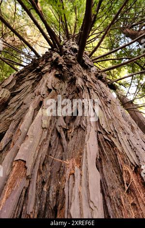Eine Nahaufnahme eines Redwood-Stammes, von unten gesehen Stockfoto
