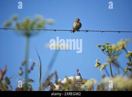 Flauschiges Linnet auf Stacheldraht Stockfoto