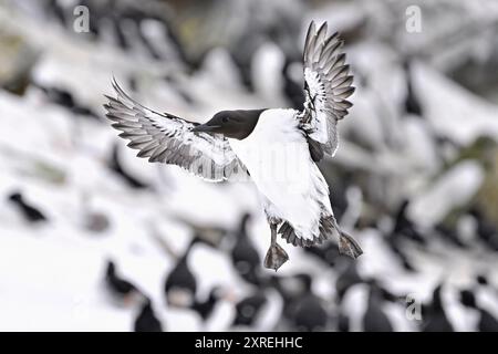 Gemeinsame guillemot im Flug Stockfoto