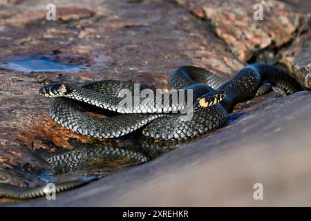 Grasschlangen am morgendlichen Meetup Stockfoto