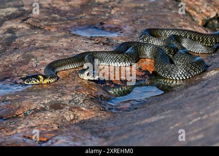 Grasschlangen am morgendlichen Meetup Stockfoto