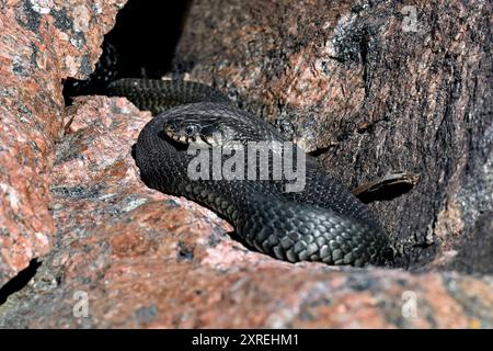 Grasschlange, die sich in der Felsspalte sonnt Stockfoto
