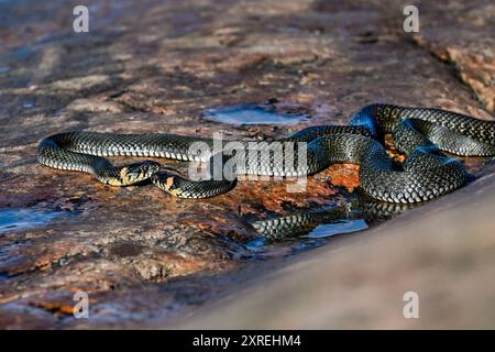 Grasschlangen am morgendlichen Meetup Stockfoto