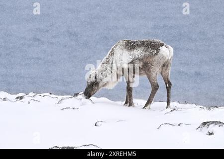 Rentiere, die im Schneesturm im Nordosten Norwegens nach Nahrung suchen Stockfoto