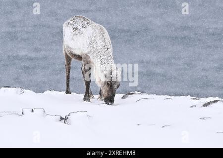 Rentiere, die im Schneesturm im Nordosten Norwegens nach Nahrung suchen Stockfoto