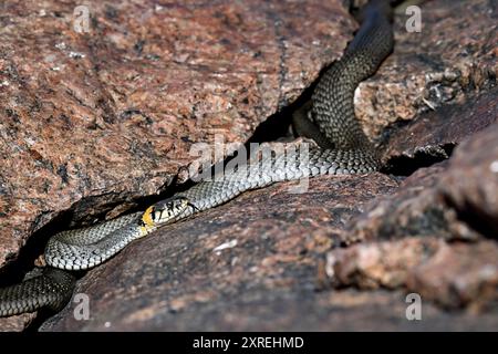 Grasschlange, die sich in der Felsspalte sonnt Stockfoto