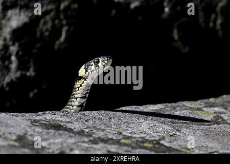 Grasschlange schaut aus dem Felsversteck Stockfoto