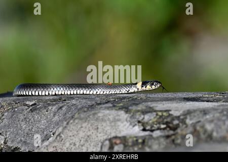 Grasschlange am Ufer Stockfoto