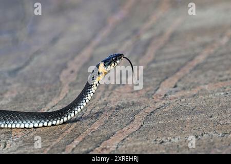 Die Grasschlange schaut durch die Umgebung Stockfoto