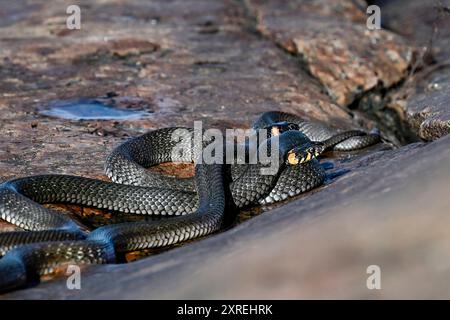 Grasschlangen am morgendlichen Meetup Stockfoto
