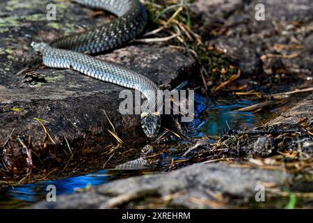 Trinkwasser der Grasschlange Stockfoto