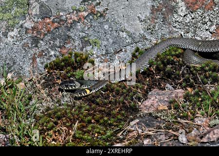 Grasschlangen treffen sich morgens Stockfoto