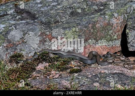Grasschlangen treffen sich morgens Stockfoto