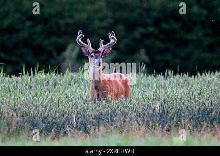 Weißwedelhirsche buck Suche Regal. Stockfoto
