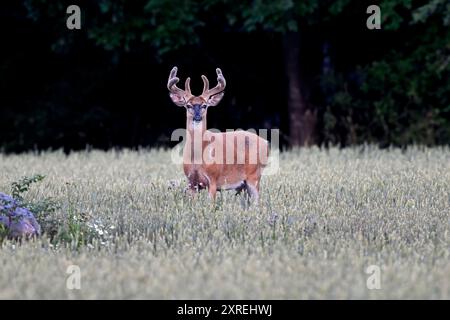 Weißwedelhirsche buck Suche Regal. Stockfoto