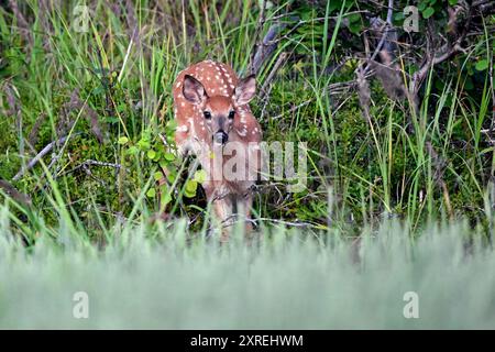 Jung und schön. Weißschwanzhirsche, die im Wald kitzeln. Stockfoto