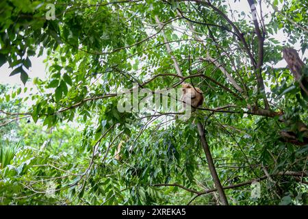 Waldaffe auf dem Baum. Stockfoto