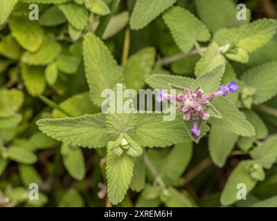 Ein Haufen Minzblüten, die direkt von oben geschossen wurden Stockfoto