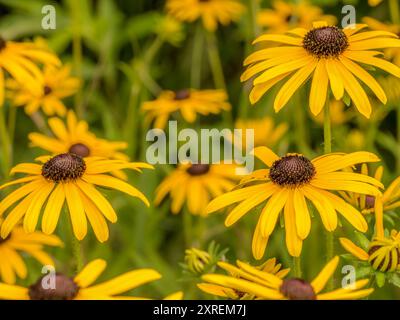 Nahaufnahme von schwarzäugigen Susan-Blüten in Blüte Stockfoto