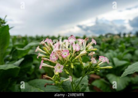 Tabakpflanzen mit rosa Blüten in virginia Stockfoto