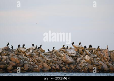 Kormoranschwarm am Rocky Shore im Donaudelta, Sulina, Rumänien Stockfoto