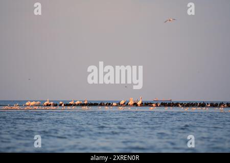 Herde von Pelikanen und Seevögeln, die auf einer Sandbank im Schwarzen Meer bei Sulina, Rumänien, ruhen Stockfoto