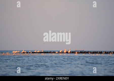 Herde von Pelikanen und Seevögeln, die auf einer Sandbank im Schwarzen Meer bei Sulina, Rumänien, ruhen Stockfoto