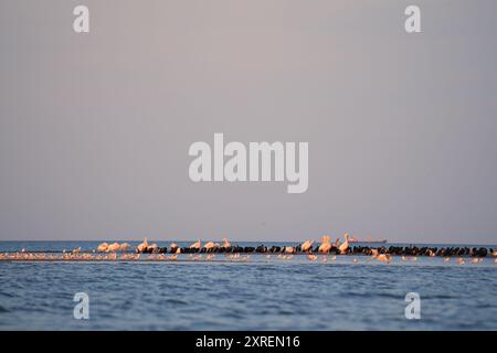 Herde von Pelikanen und Seevögeln, die auf einer Sandbank im Schwarzen Meer bei Sulina, Rumänien, ruhen Stockfoto