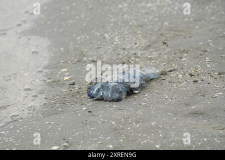 Quallen wurden am Sulina Beach, Rumänien, an Land gewaschen Stockfoto