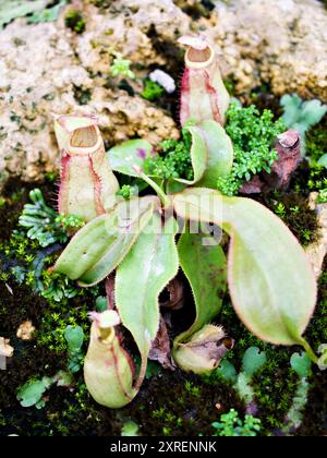 Fleischfressende Affentassen Pflanze, tropische Kannenpflanzen, Nepenthes mirabilis Ventrata, Nepenthes Alata Khasiana Stockfoto