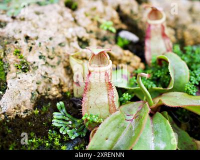 Fleischfressende Affentassen Pflanze, tropische Kannenpflanzen, Nepenthes mirabilis Ventrata, Nepenthes Alata Khasiana Stockfoto