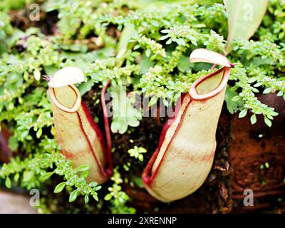 Fleischfressende Affentassen Pflanze, tropische Kannenpflanzen, Nepenthes mirabilis Ventrata, Nepenthes Alata Khasiana Stockfoto