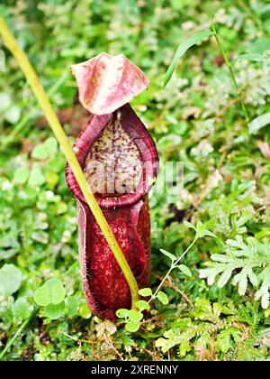 Fleischfressende Affentassen Pflanze, tropische Kannenpflanzen, Nepenthes mirabilis Ventrata, Nepenthes Alata Khasiana Stockfoto