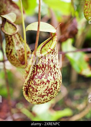 Fleischfressende Affentassen Pflanze, tropische Kannenpflanzen, Nepenthes mirabilis Ventrata, Nepenthes Alata Khasiana Stockfoto