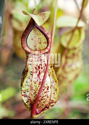 Fleischfressende Affentassen Pflanze, tropische Kannenpflanzen, Nepenthes mirabilis Ventrata, Nepenthes Alata Khasiana Stockfoto