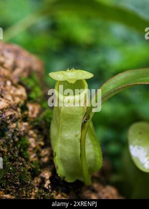 Fleischfressende Affentassen Pflanze, tropische Kannenpflanzen, Nepenthes mirabilis Ventrata, Nepenthes Alata Khasiana Stockfoto