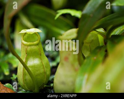 Fleischfressende Affentassen Pflanze, tropische Kannenpflanzen, Nepenthes mirabilis Ventrata, Nepenthes Alata Khasiana Stockfoto